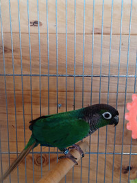 Turquoise Conures