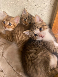 8 week old kittens to good homes !