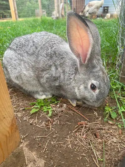 New Zealand × Flemish Giant Cross Rabbits 6 rabbits available: * 4 males * Ages range from 10–16 wee...