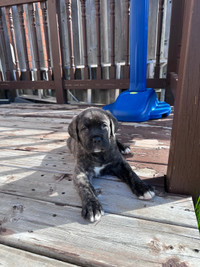 Male Cane corso puppy - everything included OBO