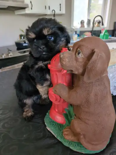 Shih Tzu / Havanese Puppies for Sale-Only one handsome male left, View more