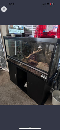 Ball Python and enclosure