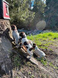 German Shorthaired Pointers March 2024