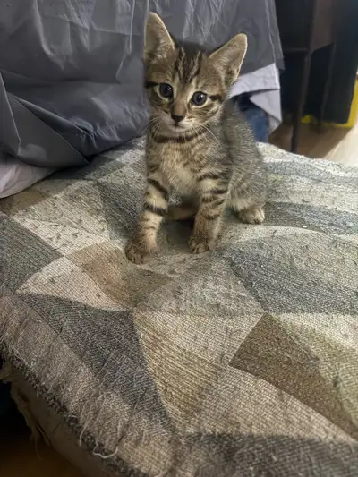 10 weeks old Male Kitten, View more