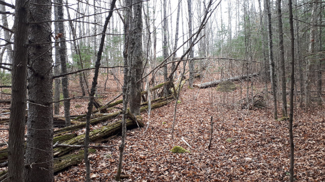 PRIVATE Five Wooded Acres-8 minutes from Renfrew...$190,000 in Land for Sale in Renfrew - Image 4