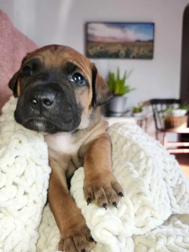Bullmastiff,  Presa Canario, Pit Mix Puppies in Dogs & Puppies for Rehoming in Leamington - Image 6