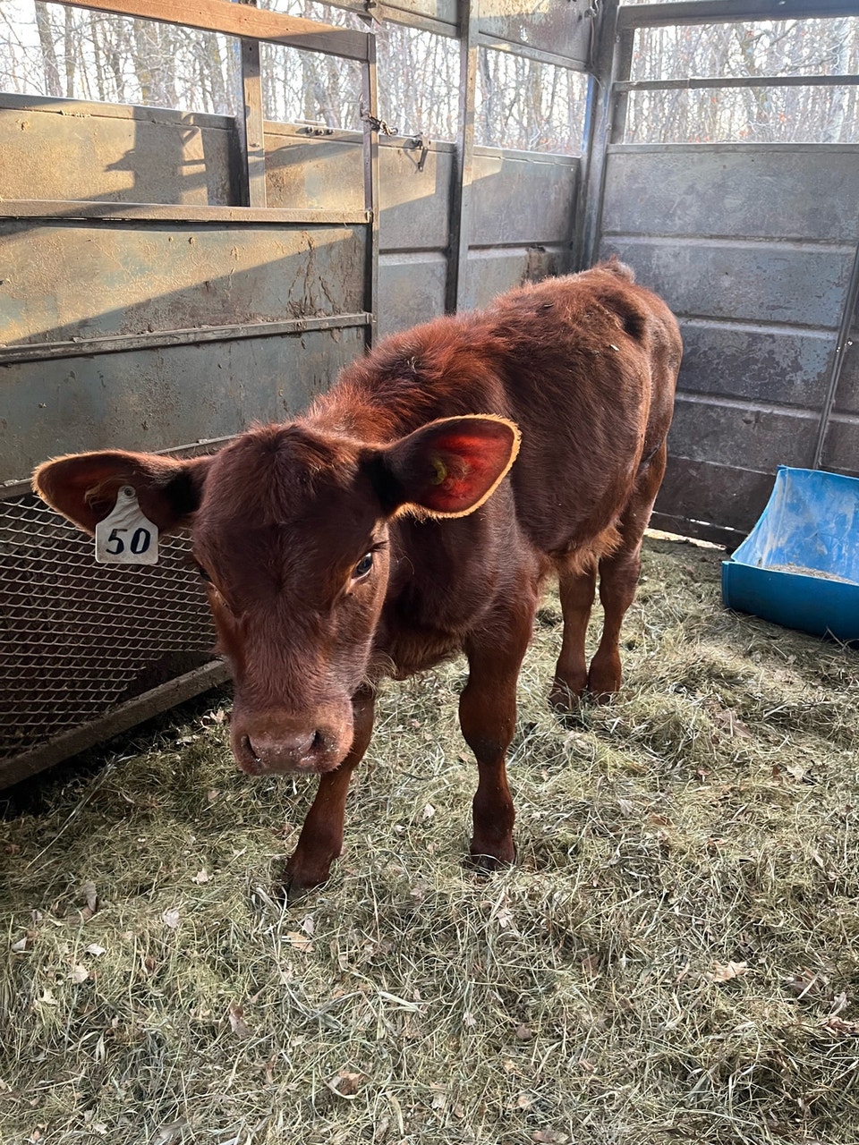 Red Angus Heifer | Livestock | Winnipeg | Free local classifieds - Kijiji