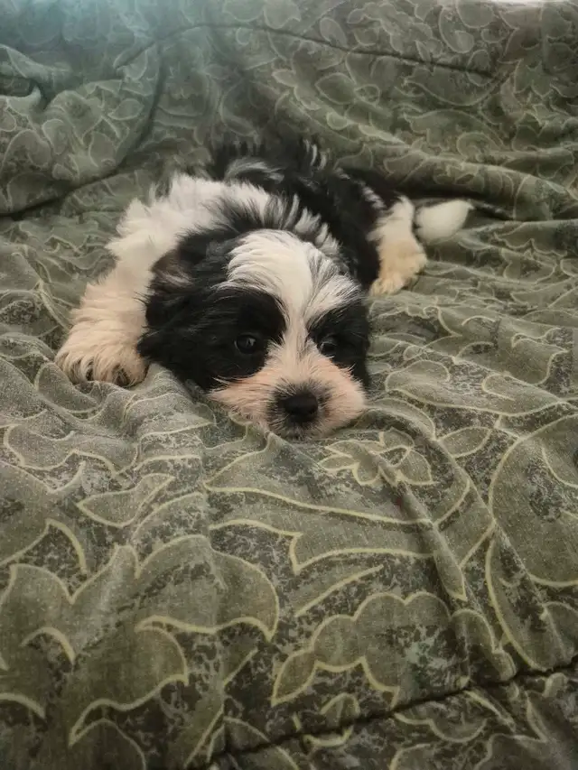 Minature schnauzer cross shihtzu boy in Dogs & Puppies for Rehoming in Owen Sound - Image 8