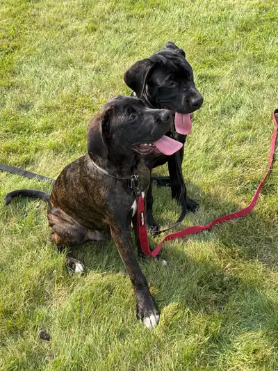✨Only three puppies left! ✨ Affectionate Cane Corso mixed puppies for sale! Two brindles (one male a...