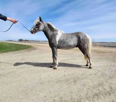 Playboy is an extremely quiet and friendly 2 year old silver black tobiano gelding. This show stoppe...