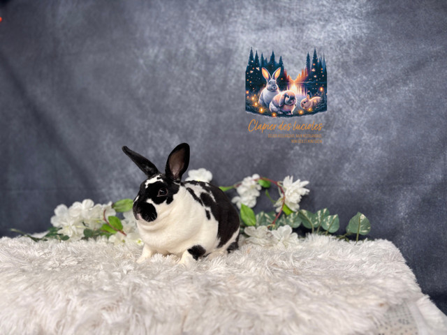 Neutered mini Rex bunnies  in Small Animals for Rehoming in Ottawa - Image 3