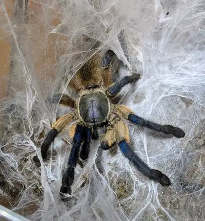 Slings 0.5-1cm DLS Vitalius chromatus $5 or 3 for $12 Females 1.5” Acanthoscurria geniculata $120 1....