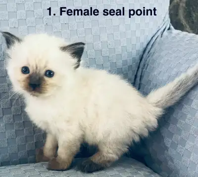 Gorgeous Ragdoll Kittens- TICA registered, View more