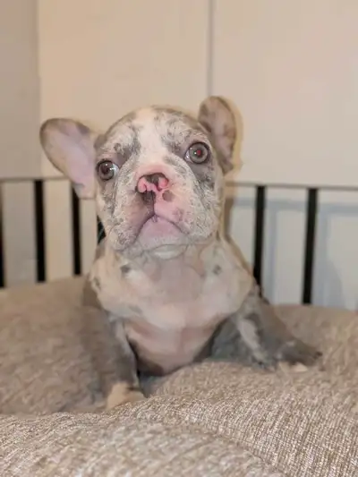 French Bulldogs, View more