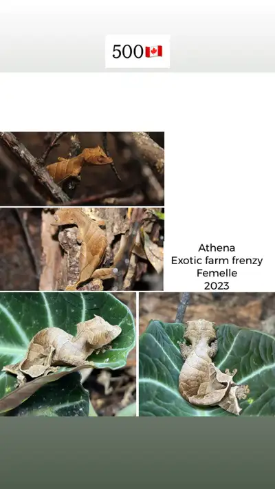 mâles/femelles Uroplatus ebenaui , View more