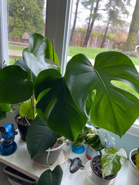 Monstera for sale