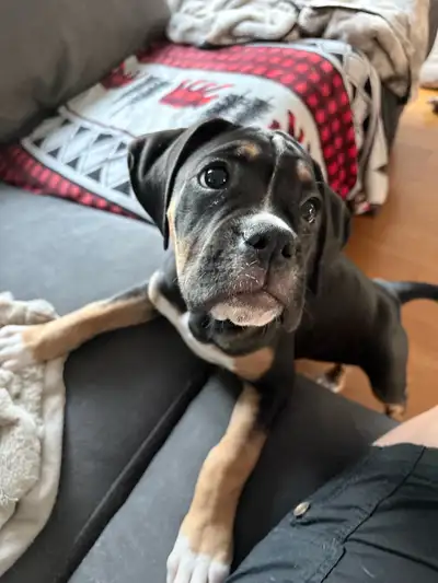 chiots boxer, View more