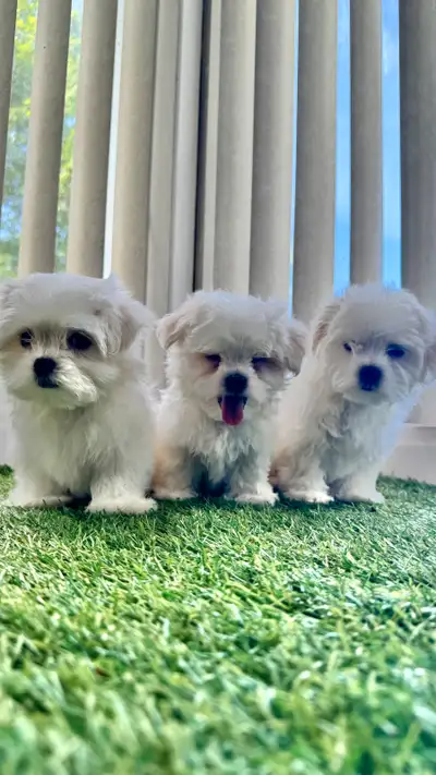 3 Chiots bichon maltais  , Maltese, View more