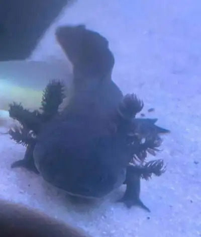 male black axolotl 1 1/2 year, Voir plus