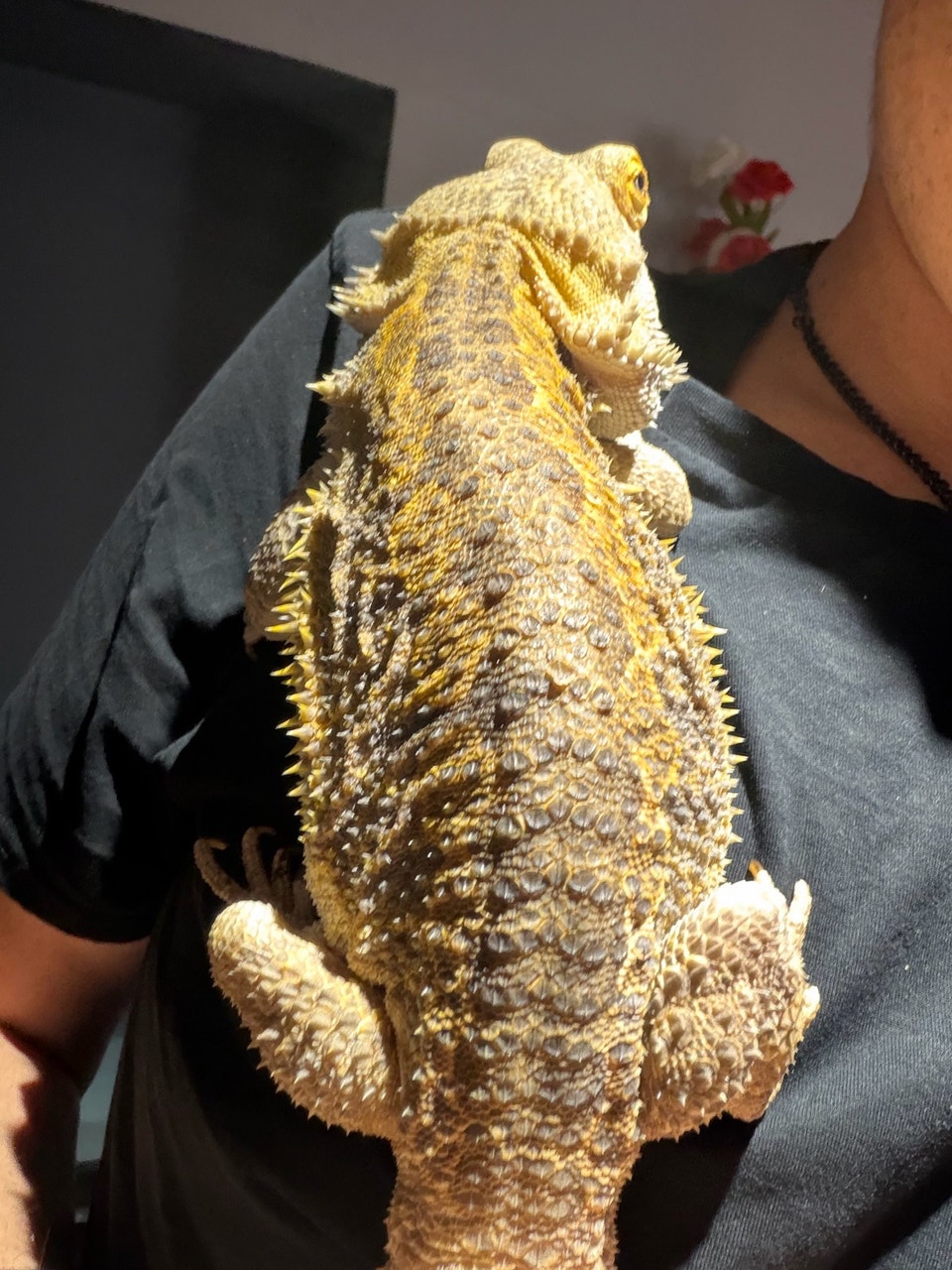 Female bearded dragon | Reptiles & Amphibians for Rehoming | Oakville ...