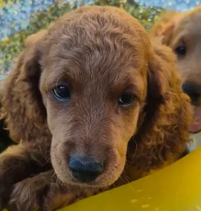 Cockapoo pups! 2 left . 10 w old . Tuxedo boy/ Ginger girl, View more