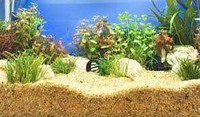 Looking for FREE aquarium substrate