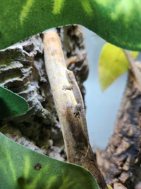 Mourning Gecko Babies