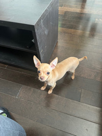 Chihuahua male 6 mois 