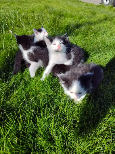 Cute playful kittens, View more