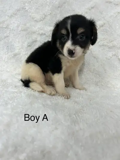 Chihuahua X Terrier, View more