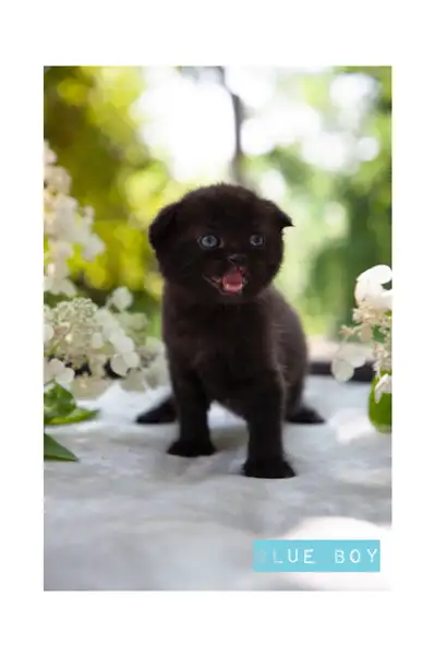 Scottish Fold and Scottish Straight kittens, View more