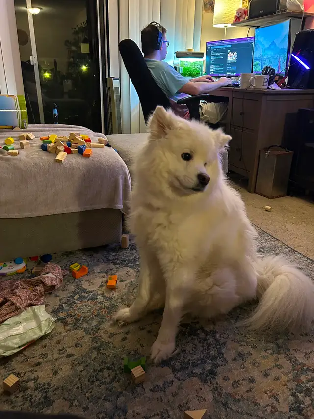 Bear, 1.5 year Samoyed in Dogs & Puppies for Rehoming in Burnaby/New Westminster - Image 6