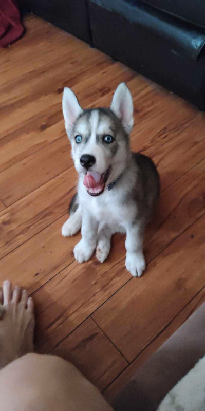 Husky puppies for sale in Dogs & Puppies for Rehoming in Sarnia