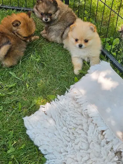 adorable pomeranian puppies, View more