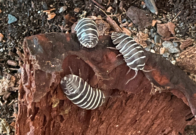 Emperor Scorpions, isopods  - Edmonton in Reptiles & Amphibians for Rehoming in Edmonton - Image 2
