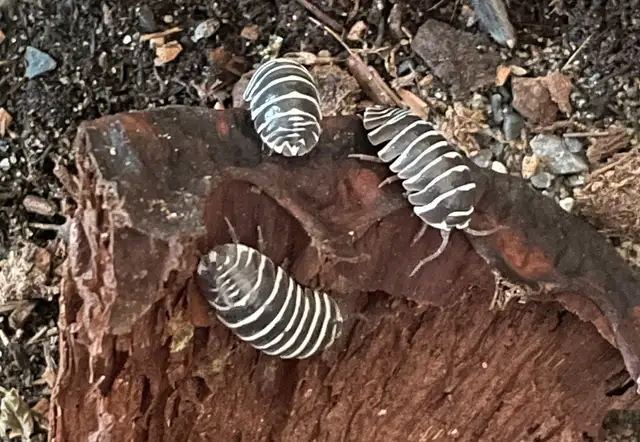 Emperor Scorpions, isopods  - Edmonton in Reptiles & Amphibians for Rehoming in Edmonton - Image 3