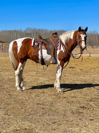 Paint gelding 