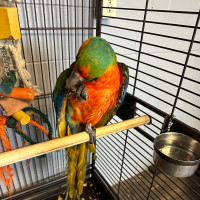 Catalina macaw for sale.