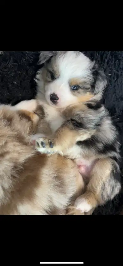 Toy Australian Shepherd puppies, View more
