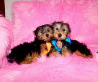 Toy morkie puppy available