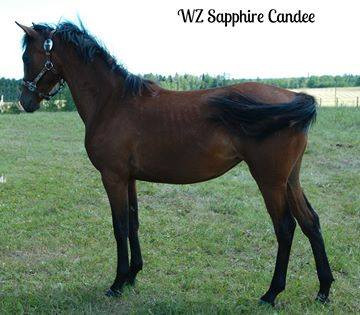 Iberian Warmblood Mare in Horses & Ponies for Rehoming in Edmonton