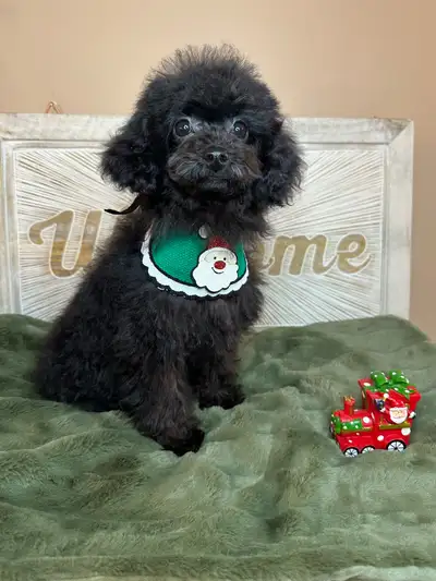 gorgeous toy poodle puppy 4 months old, View more