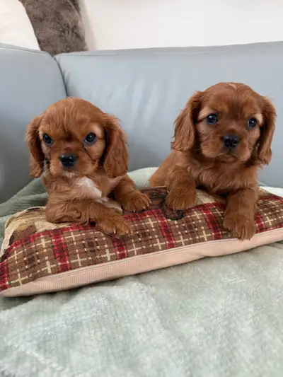 Cavalier King Charles Spaniel Puppies, View more