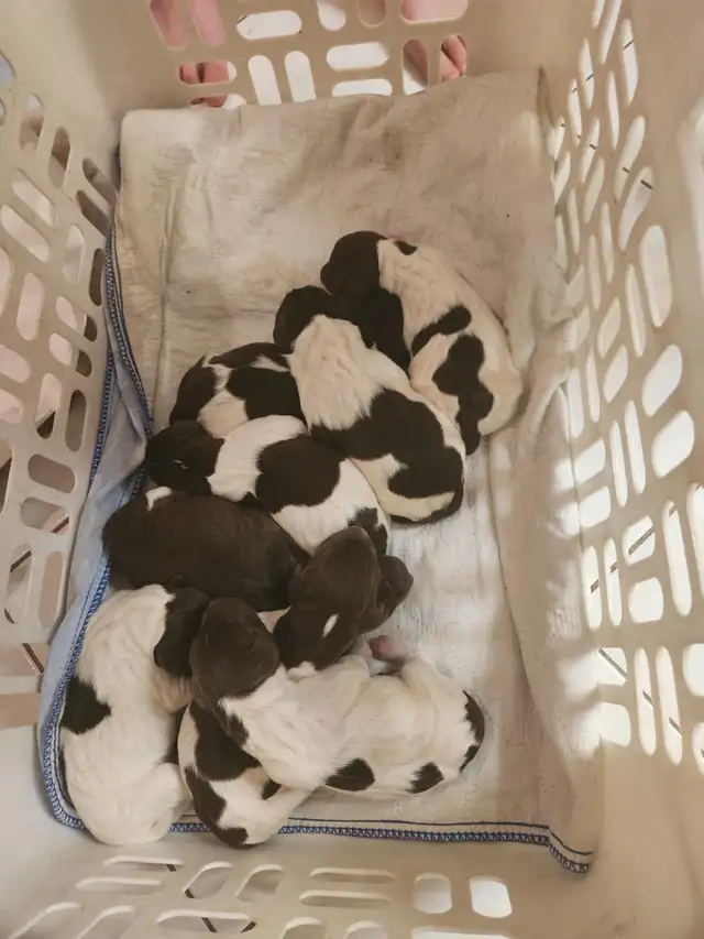 German Shorthair Pointer  Puppies Registered in Dogs & Puppies for Rehoming in Windsor Region - Image 4