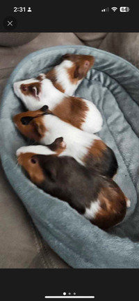 Baby Guinea pigs with cage for sale!