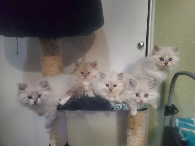 Purebred Siberian kittens 