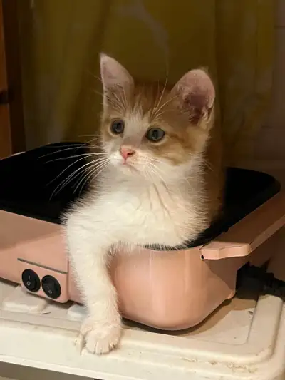 Beautiful Orange male kittens, View more