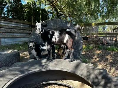 Extremely friendly Nigerian Dwarf doeling available! Comes from registered lines (can be sold with p...