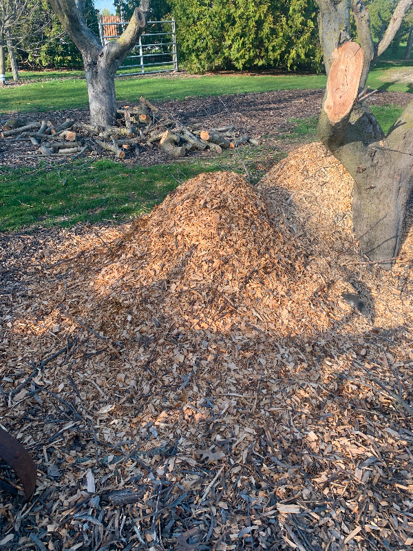 APPLE WOOD CHIPS in BBQs & Outdoor Cooking in Windsor Region - Image 2