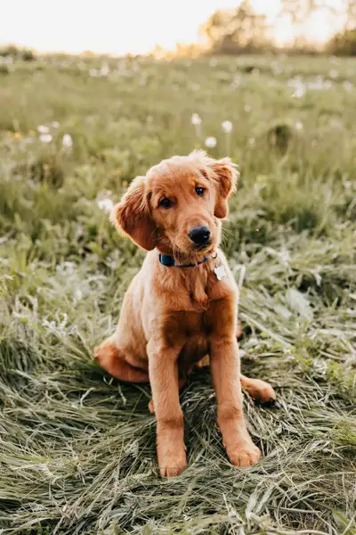 ckc golden retriever puppies, View more